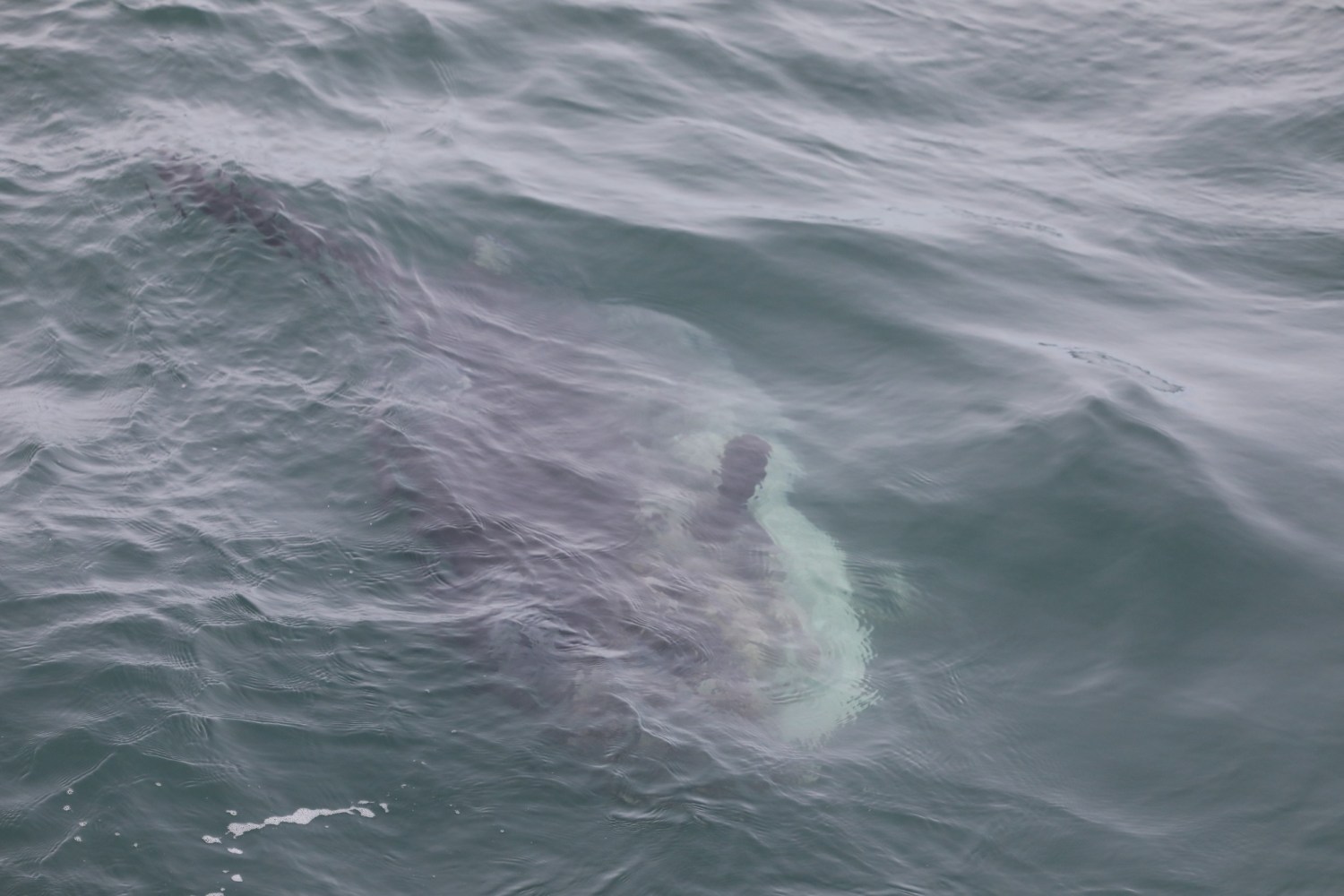 Large fish, likely a mola mola, partially visible under water surface.