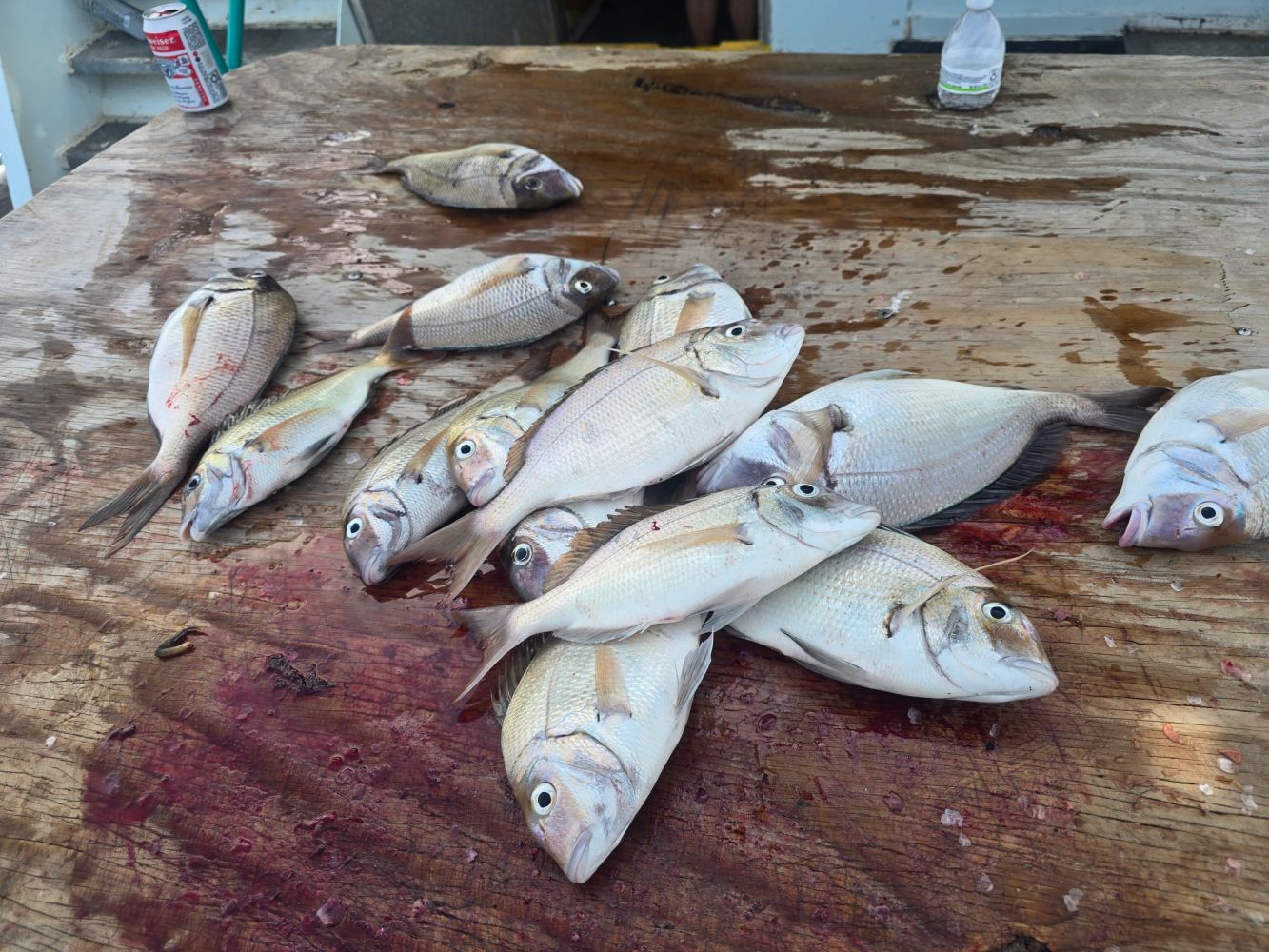 Several fish laid out on a wooden surface, with stains and a bottle in the background.