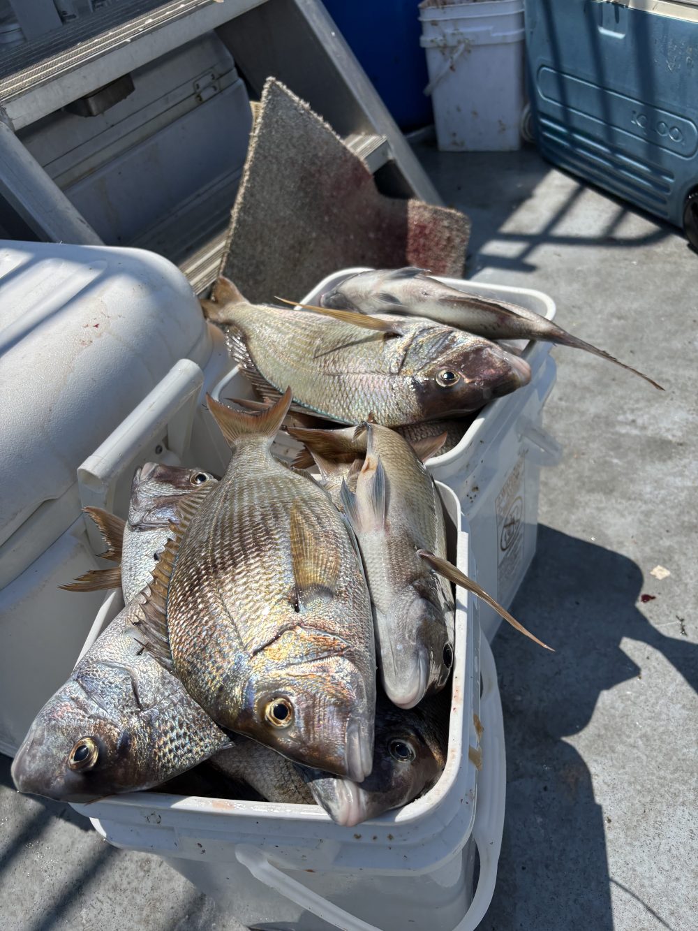 Box of fresh fish on a boat deck.