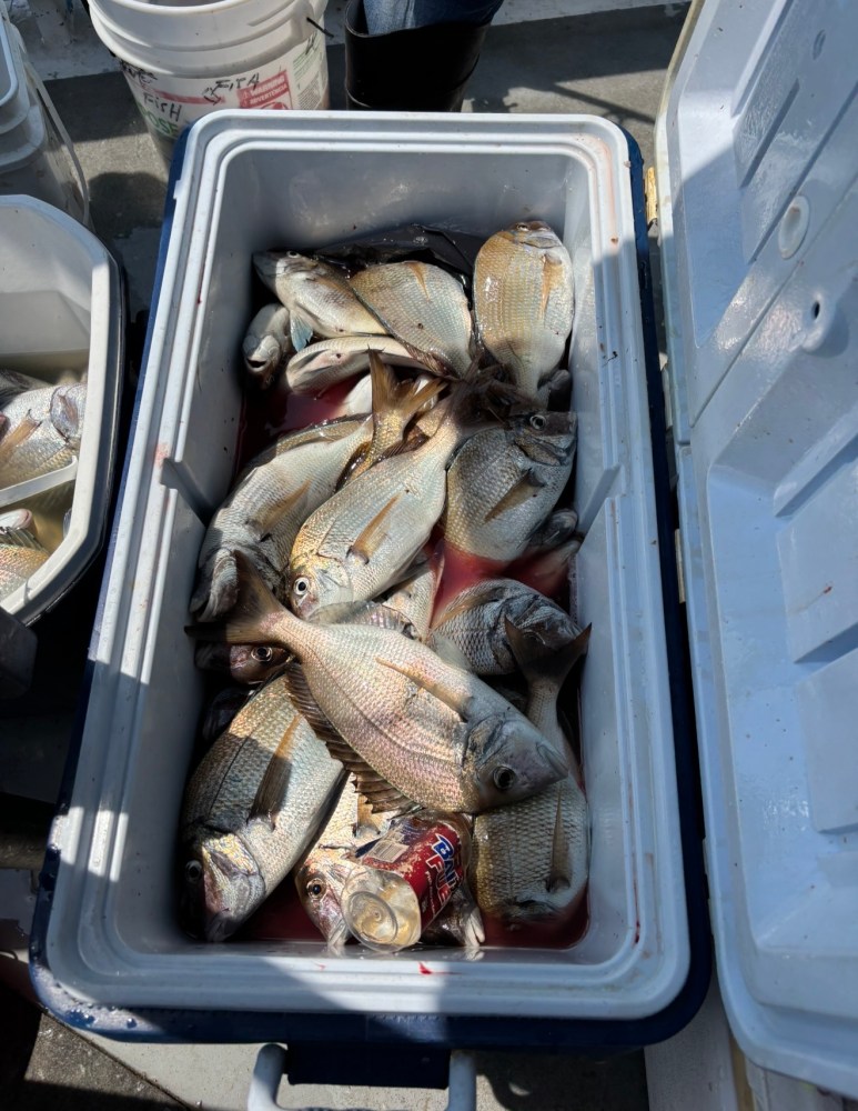 Cooler filled with fish on ice, with a drink can among them.