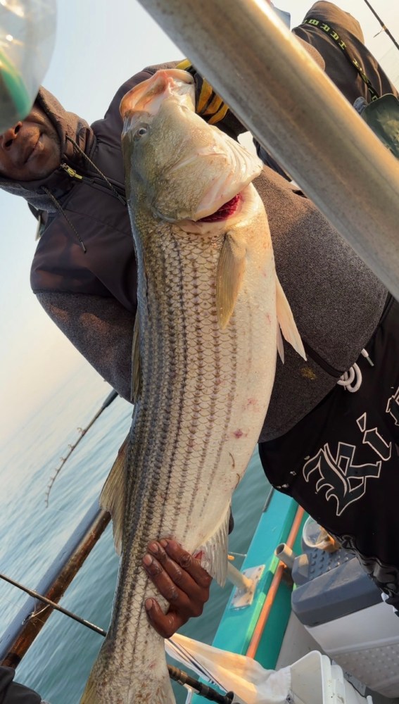 Person holding a large striped fish on a boat.