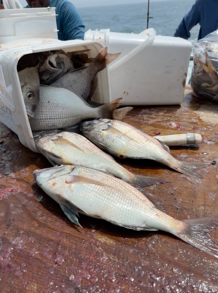 Several fish spill out of a tipped cooler onto a wooden surface.