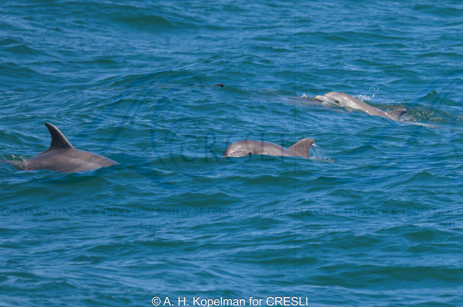 Three dolphins swimming in blue ocean water.