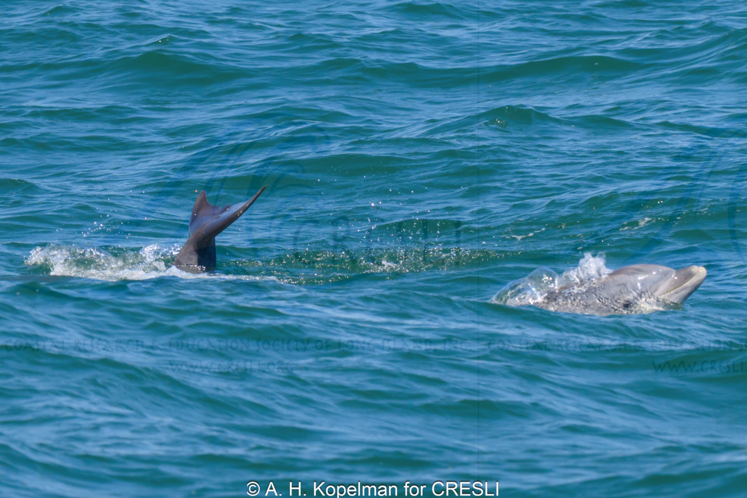 Two dolphins swimming in the ocean, one partially submerged.
