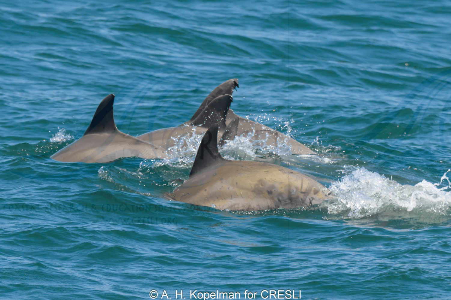 Three dolphins swimming in the ocean with dorsal fins visible.