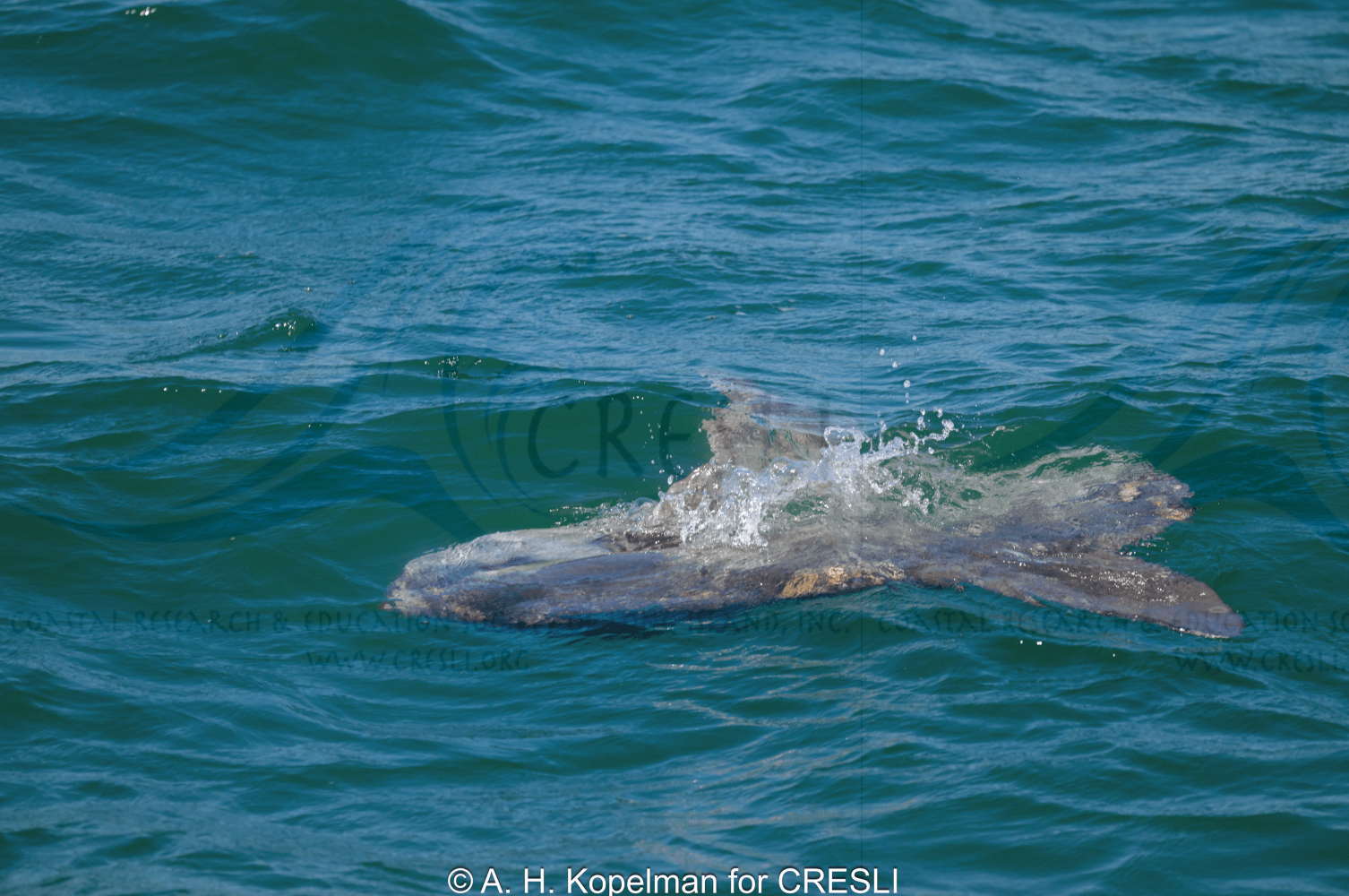Ocean sunfish near surface of blue-green water.