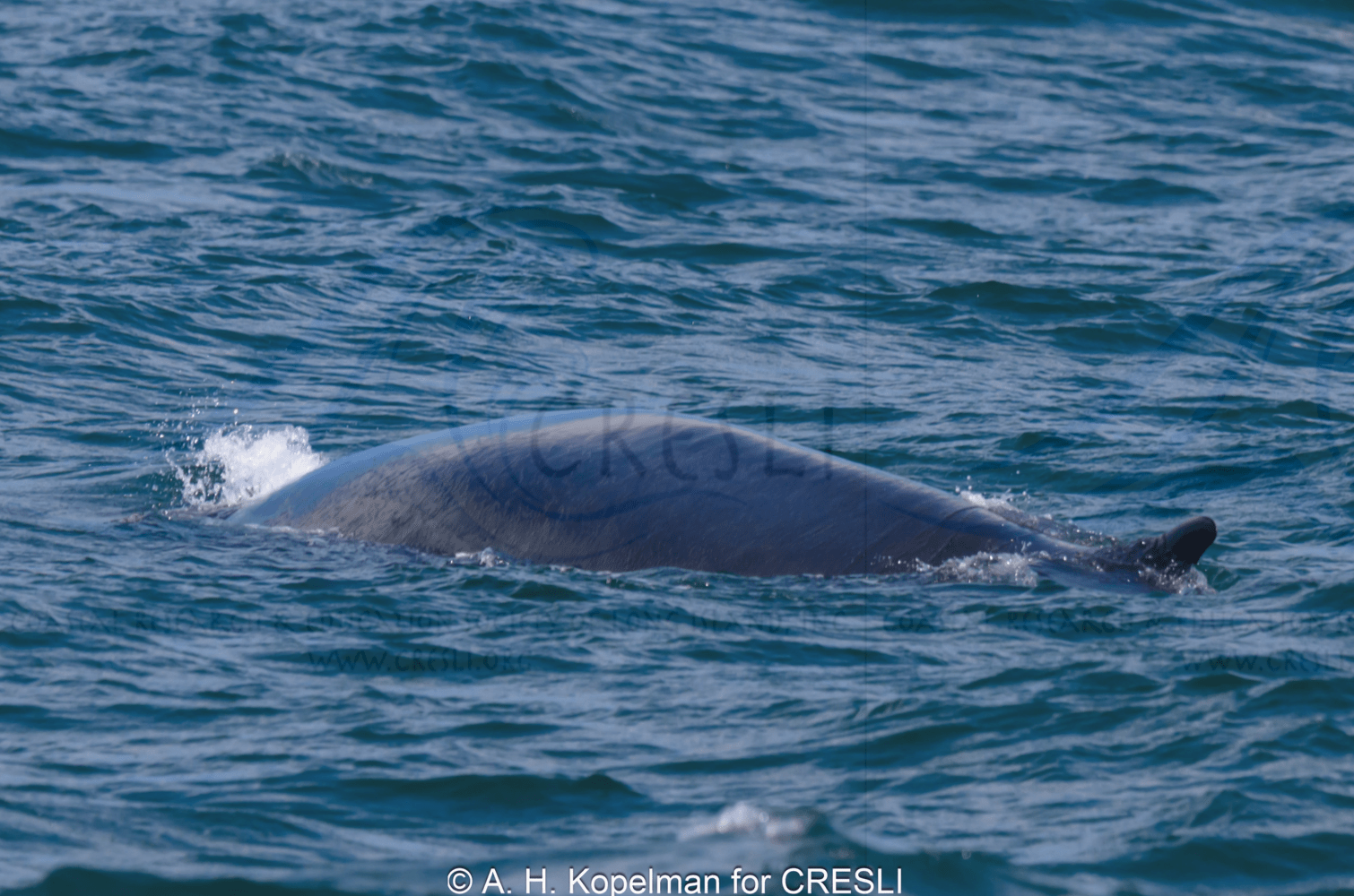 Fin whale surfacing in blue ocean waters, partial body visible.