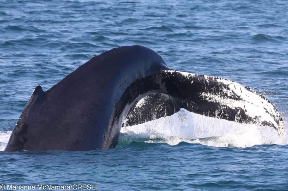 Humpback whale tail emerging vertically above ocean surface.