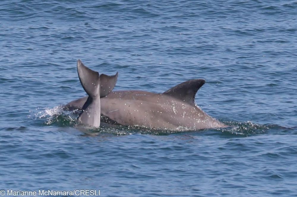Two dolphins swimming in the ocean, one showing its tail fin.