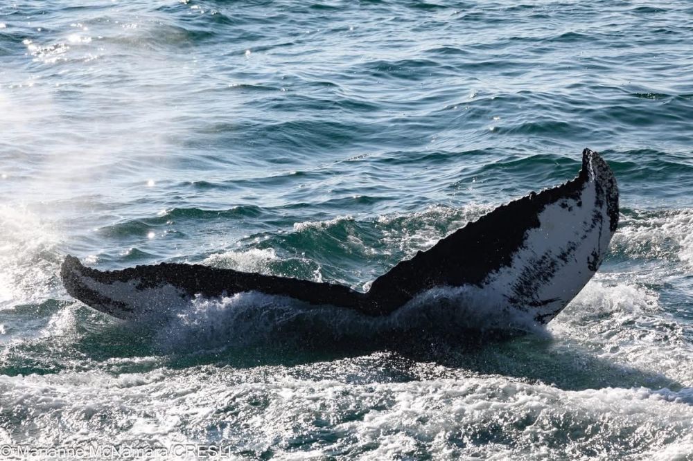 Whale tail splashing in ocean waves.