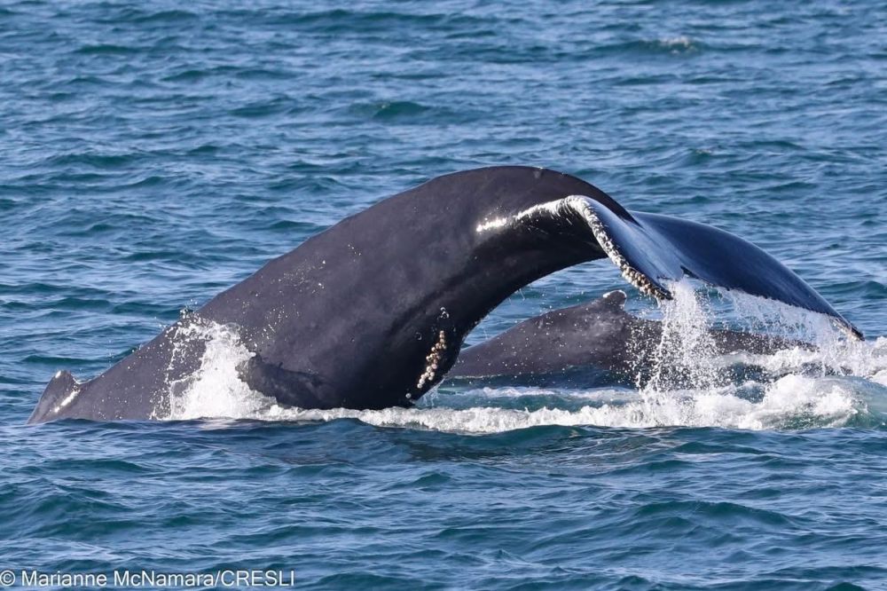 Humpback whale tails splashing in the ocean water.