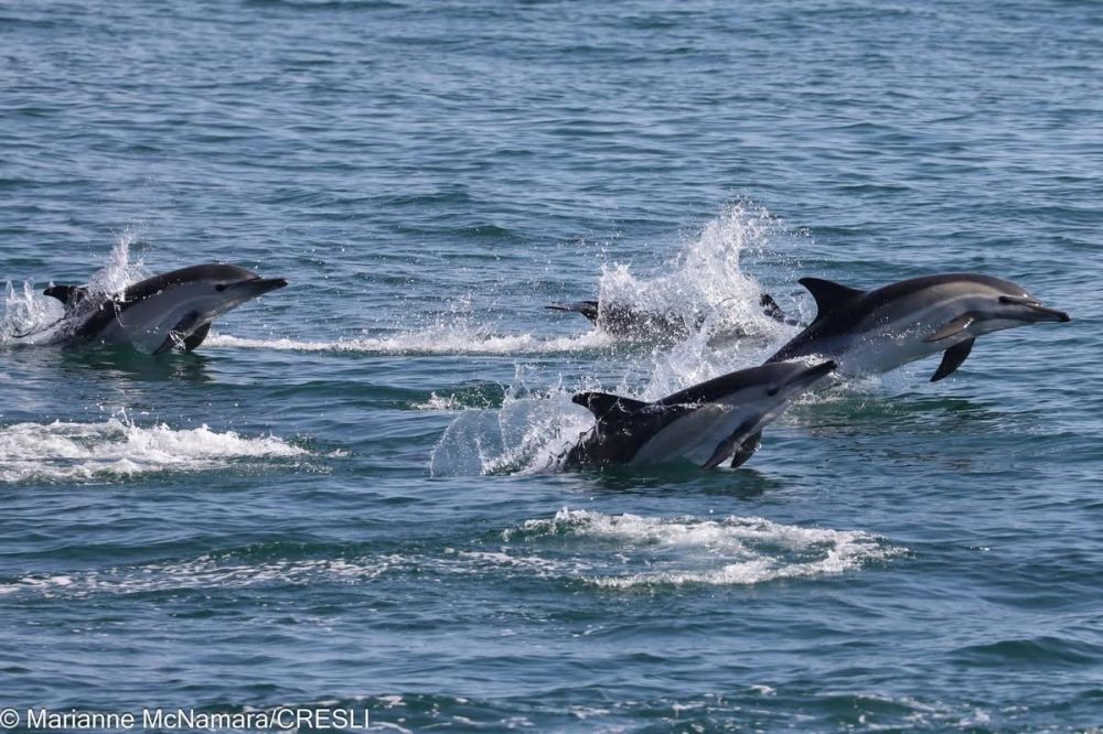 Four dolphins leaping out of the water in the ocean.