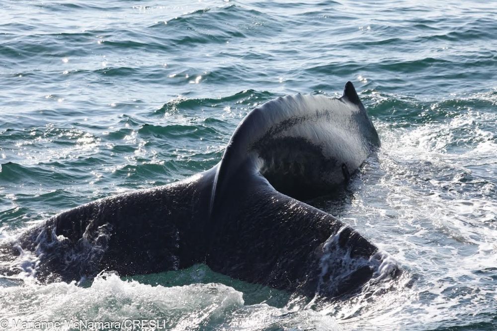 Whale tail and back emerging from ocean waves.