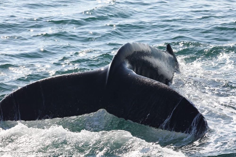 Whale tail emerging from ocean water with light waves.