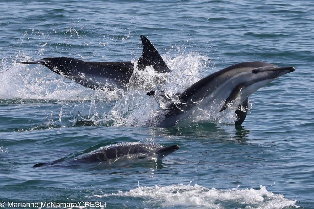 Three dolphins leaping out of the water in the ocean.