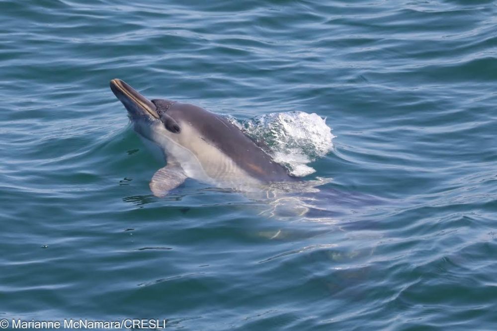 Dolphin swimming and surfacing in calm blue water.