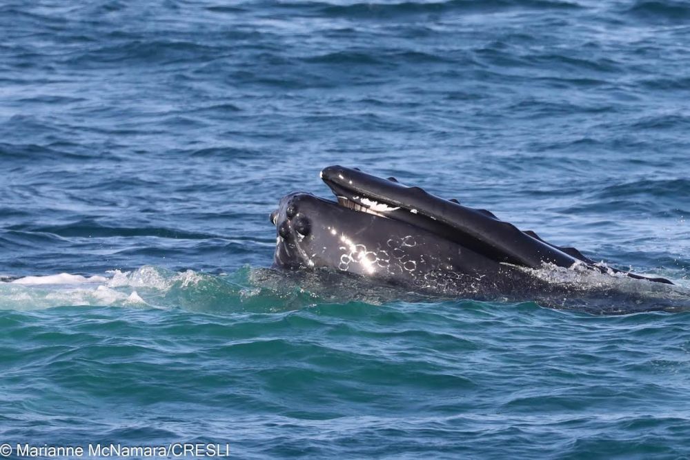 Humpback whale partially surfacing in the ocean with open mouth.