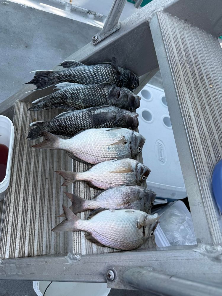 Two rows of fish on a metal step, black ones above white ones.