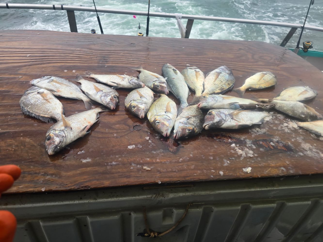 Several fish laying on a wooden surface on a boat.