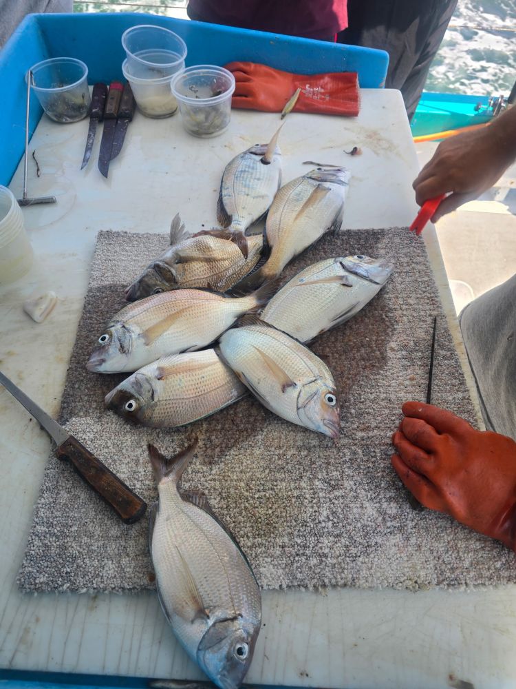 Six fish on a table with knives and containers nearby.