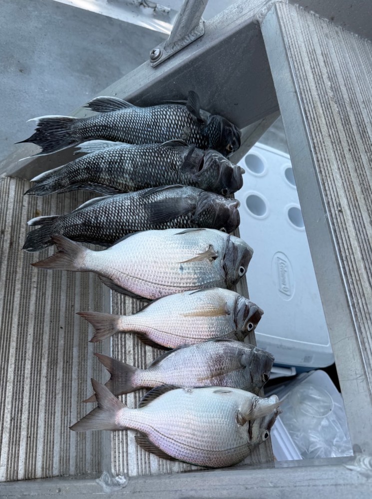 Six caught fish lined up on a boat's wooden floor.