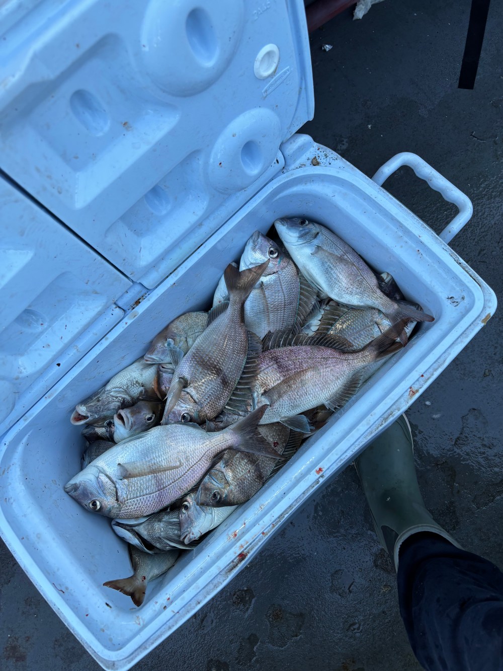 Cooler full of freshly caught fish on a wet surface.