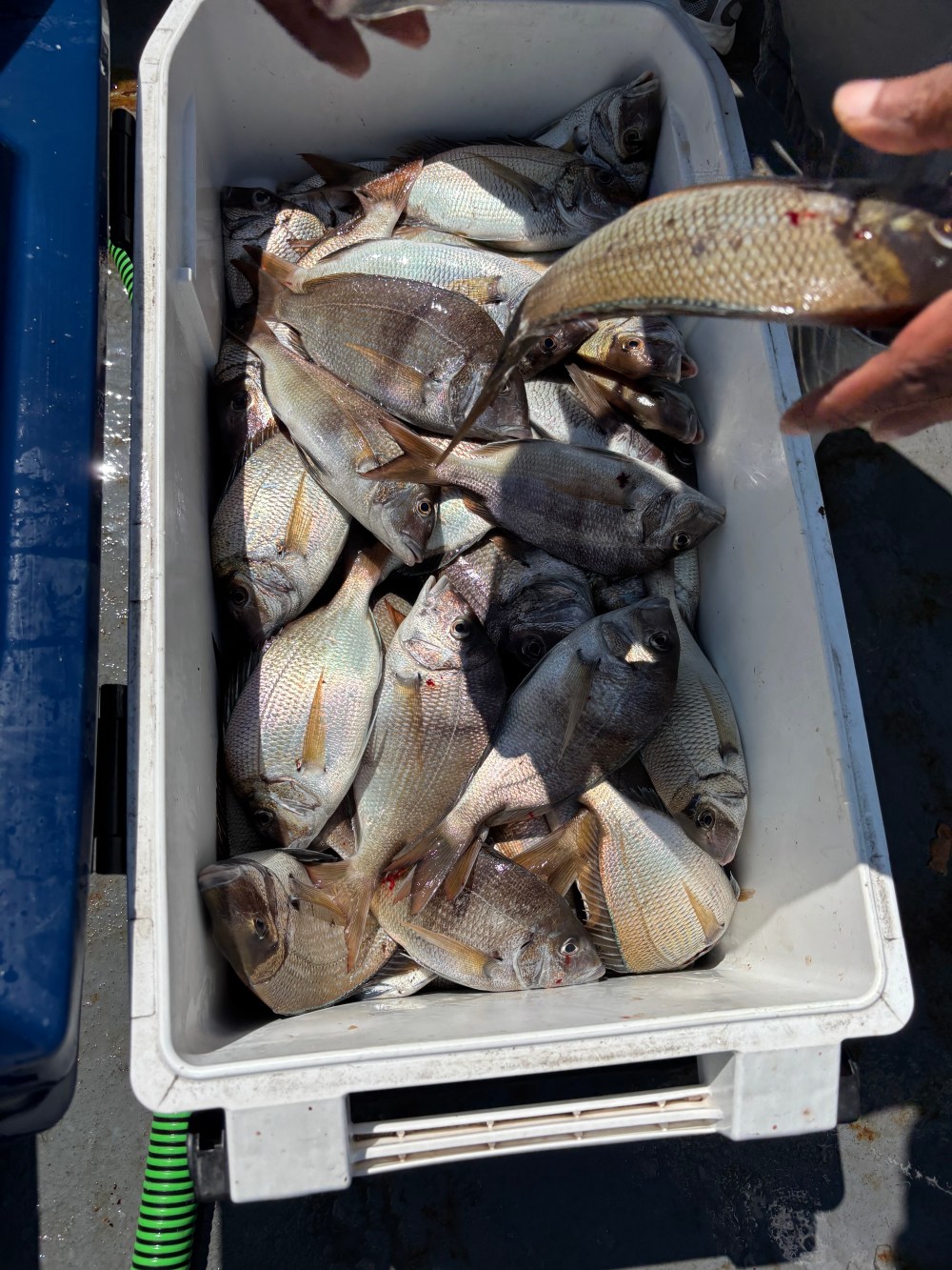 A cooler filled with numerous fresh fish, with hands holding a fish above it.