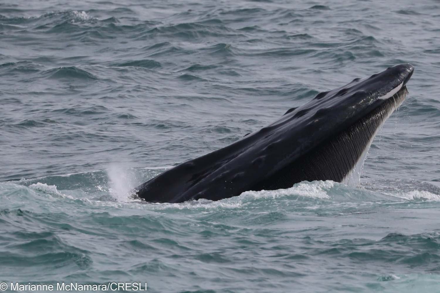 Whale partially emerging from ocean surface.