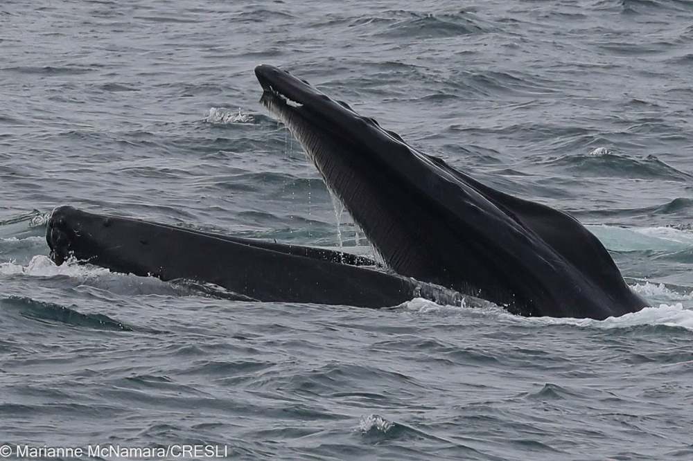 Humpback whale head and mouth above ocean surface.