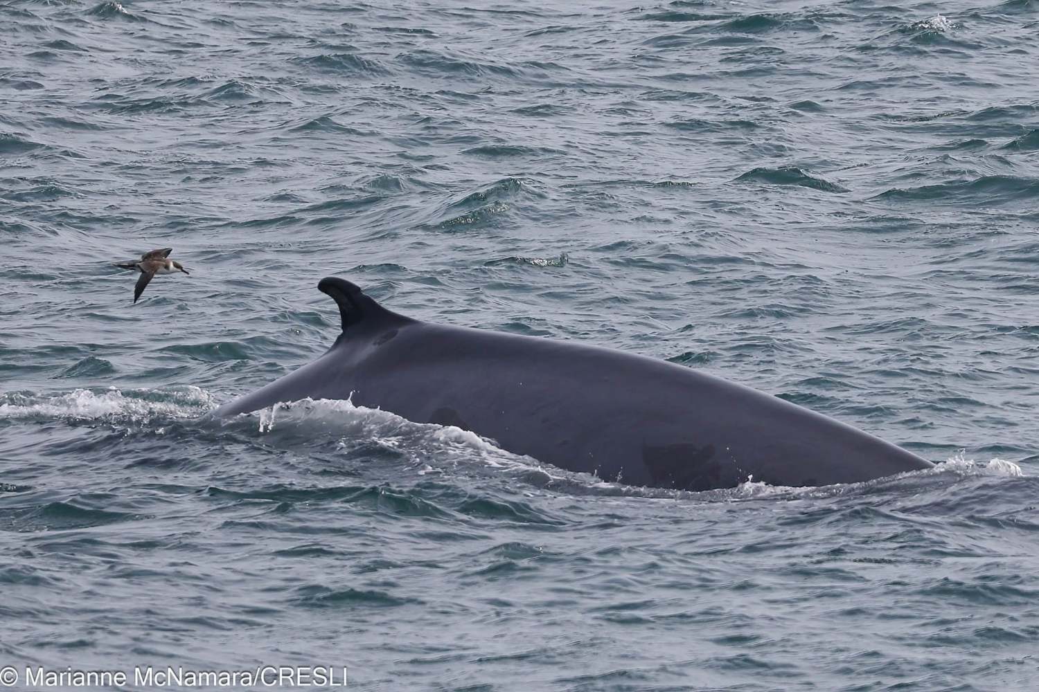 Whale surfacing near a flying bird in the ocean.