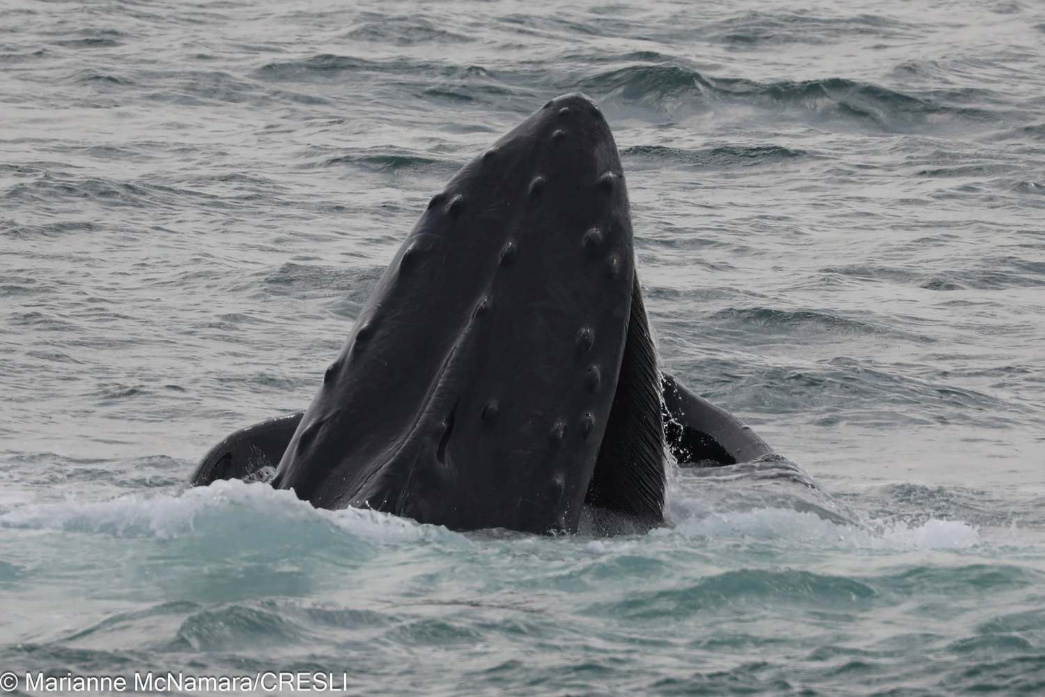 Humpback whale breaching ocean surface with visible bumps on head.