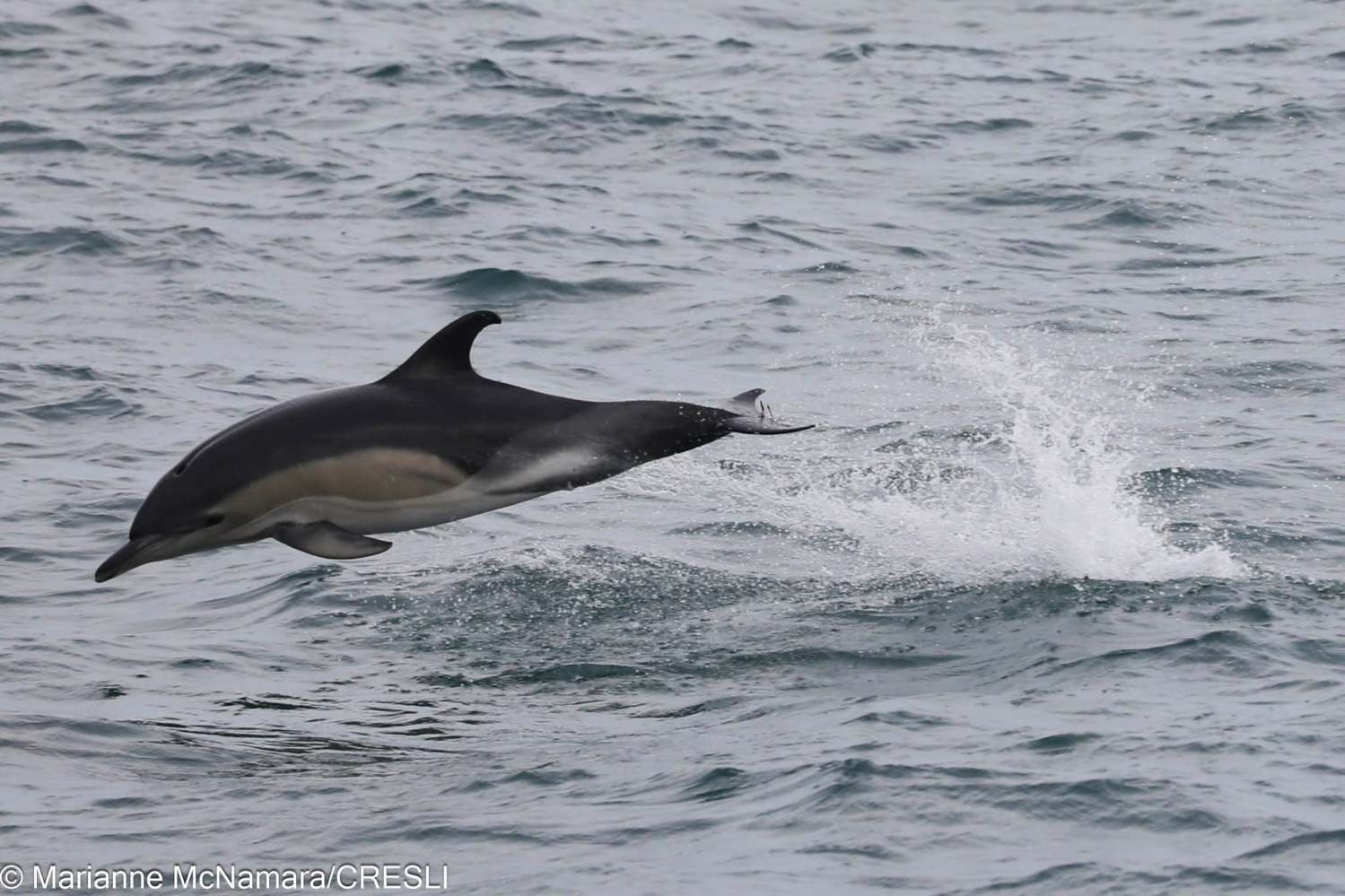 Dolphin leaping out of water with splash.