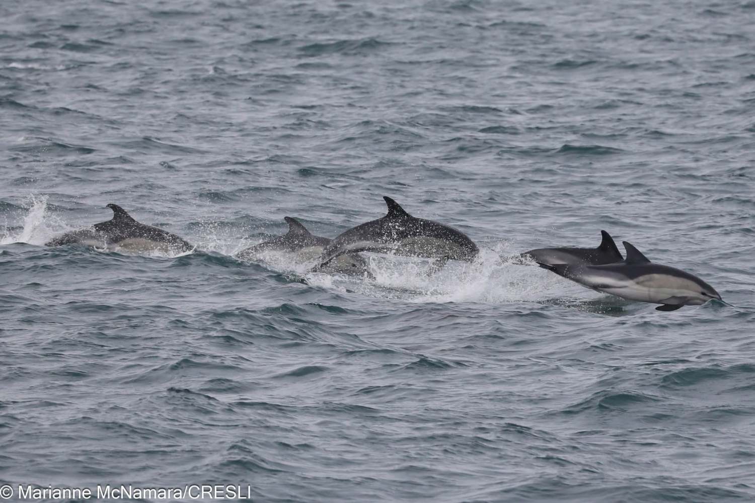 Group of dolphins leaping through ocean waves.