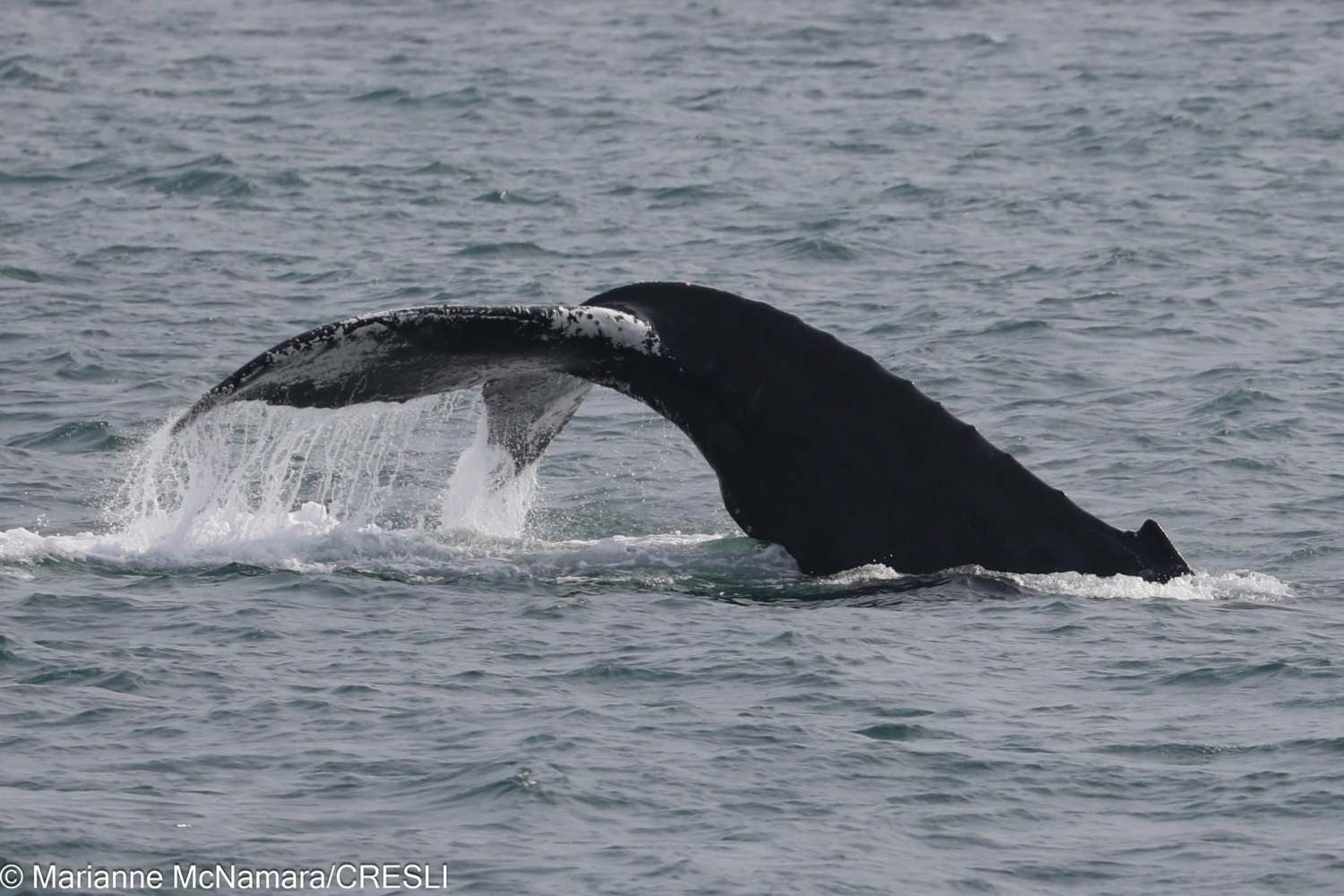 Whale tail emerging from ocean water, creating splashes.