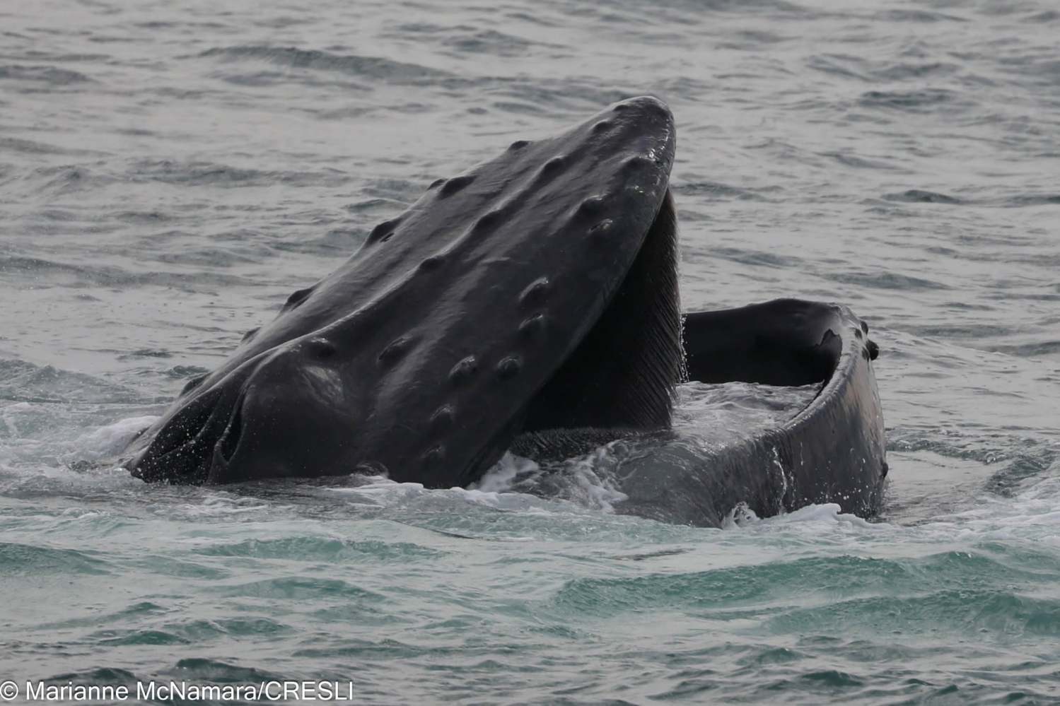 A whale with an open mouth partially above the ocean surface.