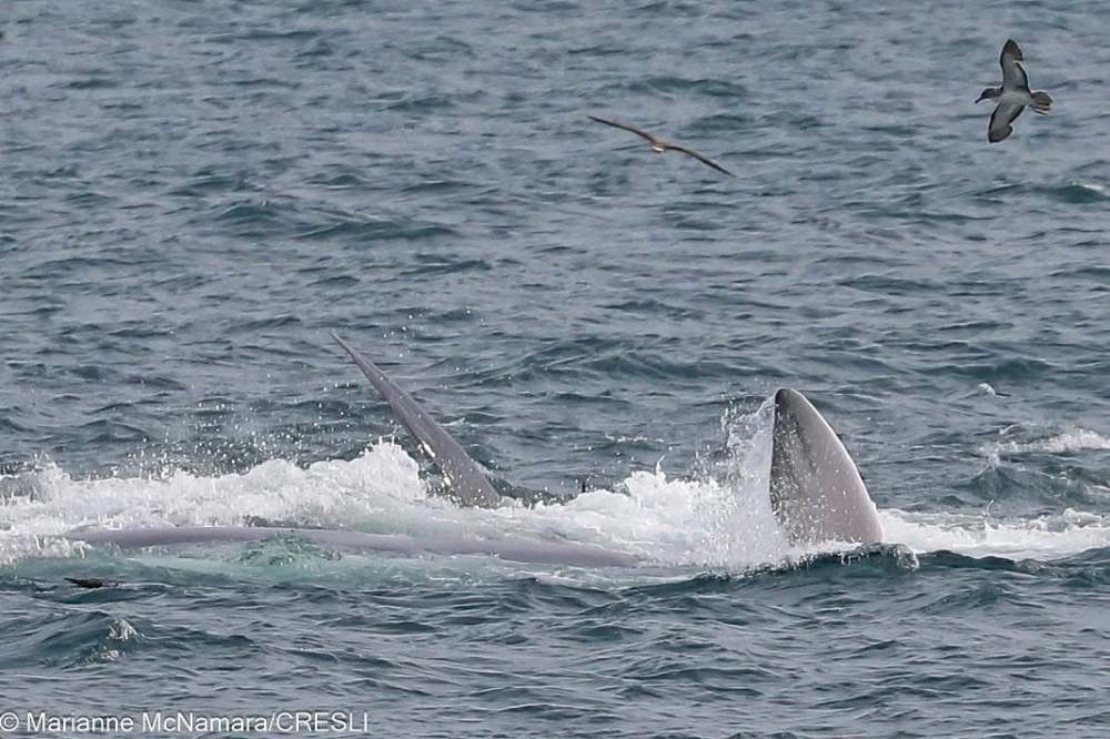 Fin whale surfacing in the ocean with birds flying overhead.