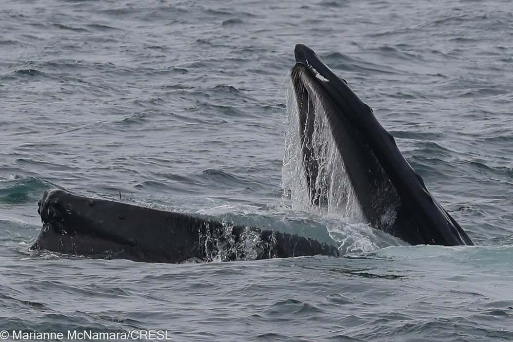 Humpback whale with mouth open in ocean water.