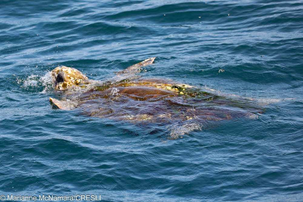 Sea turtle swimming in blue ocean water near the surface.