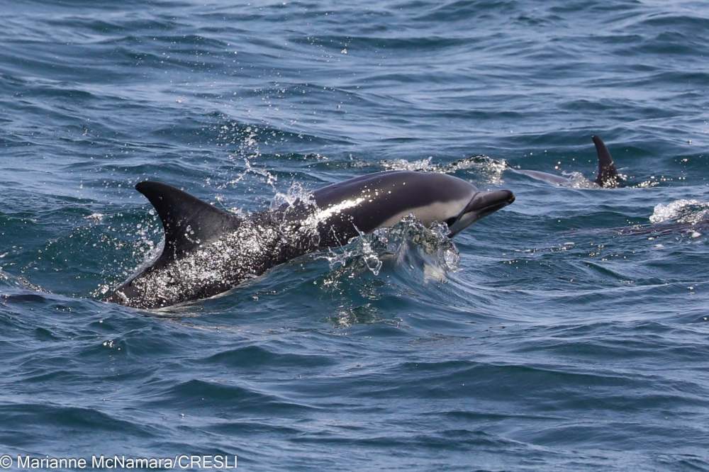 Dolphin swimming and splashing in the ocean.