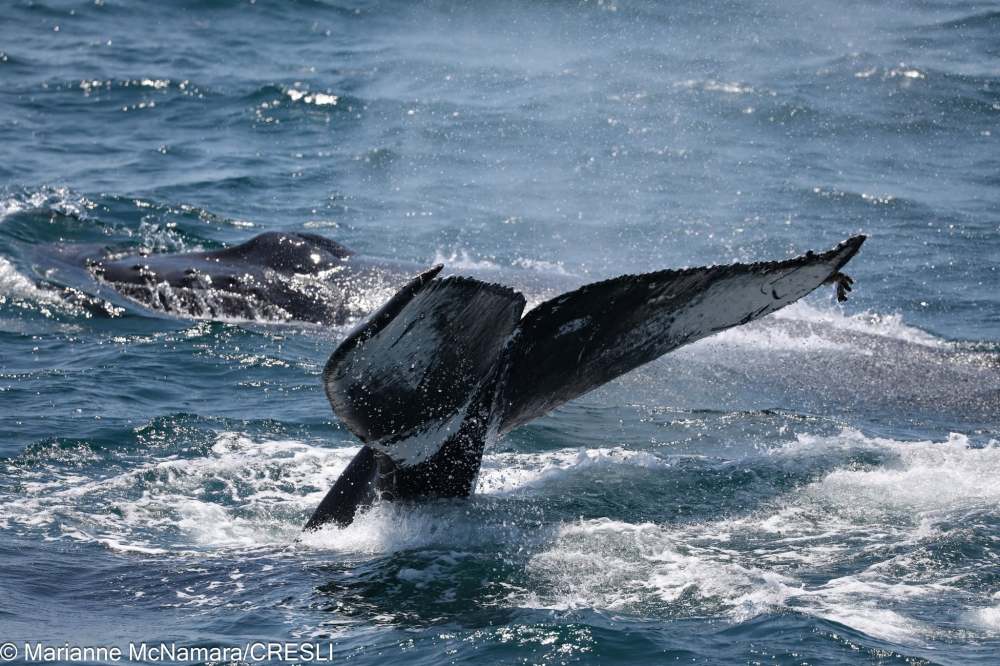 Two whales in the ocean, with one diving and showing its tail above water.
