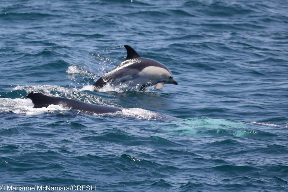 Two dolphins swimming in the ocean.