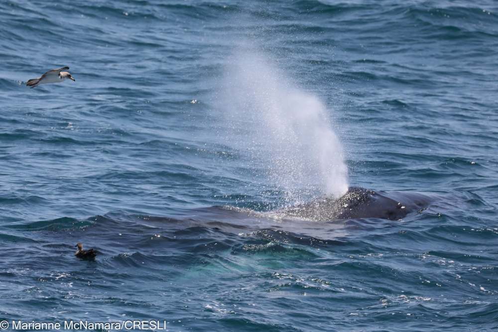Whale spouting water in the ocean with a bird flying nearby.
