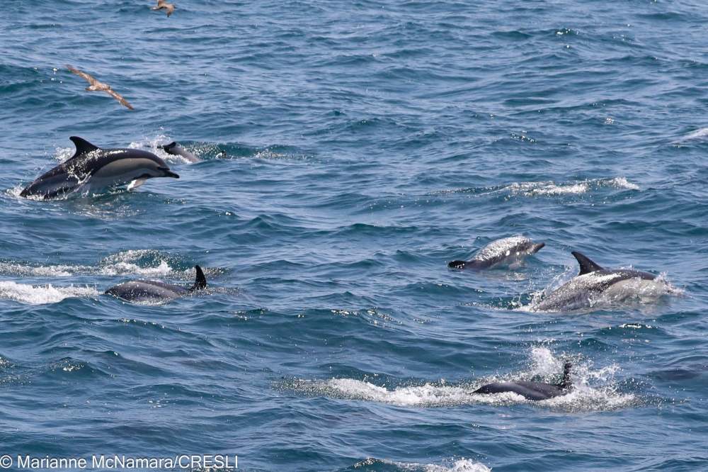 Six dolphins swimming in the ocean with visible waves.
