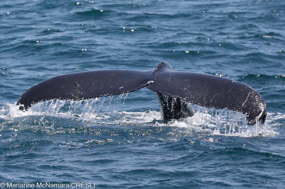 Whale tail surfacing above ocean water, small splashes visible.