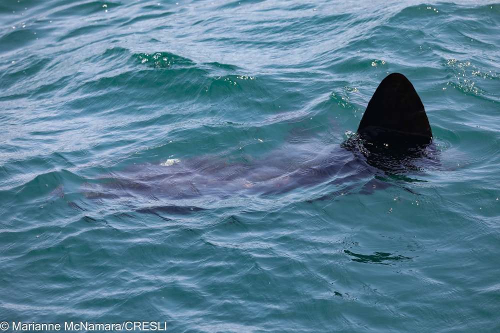 Large dorsal fin of a basking shark partially submerged in ocean water.