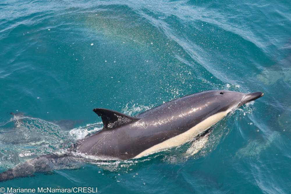 Dolphin swimming in clear blue water with a visible dorsal fin.