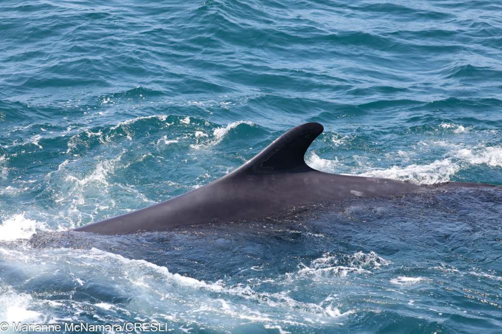 Fin of a whale breaking through ocean water, creating waves.