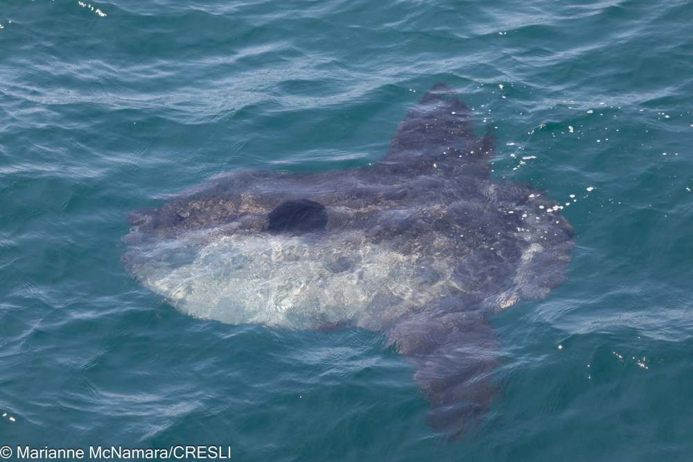Ocean sunfish swimming near the water surface.