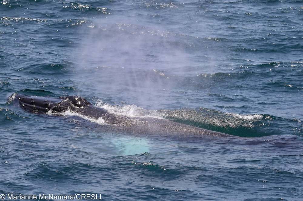 Whale spouting water in ocean waves.