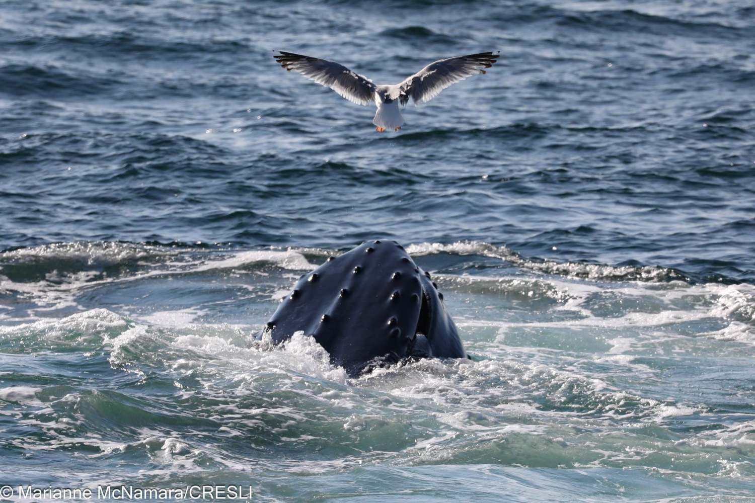 Whale's head surfacing in ocean with a seagull flying above.